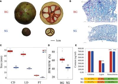 Transcriptome and metabolome analyses provide insights into the relevance of pericarp thickness variations in <mark class="highlighted">Camellia</mark> drupifera and <mark class="highlighted">Camellia</mark> oleifera